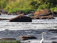 Great White Egret - Congaree